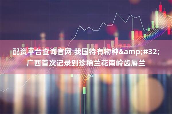 配资平台查询官网 我国特有物种 广西首次记录到珍稀兰花南岭齿唇兰